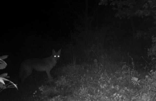 Residents on edge after home security camera captures footage of wild ...