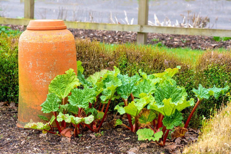Love rhubarb? Now’s the time to plant for spring harvests for years to come