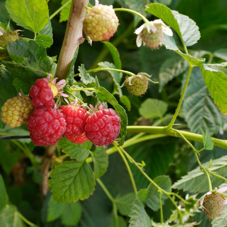 How to grow raspberries and save a fortune on high-quality fruit