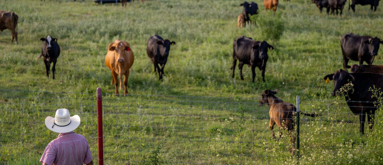 Rollins: Trump admin is restoring freedom to farmers, ranchers