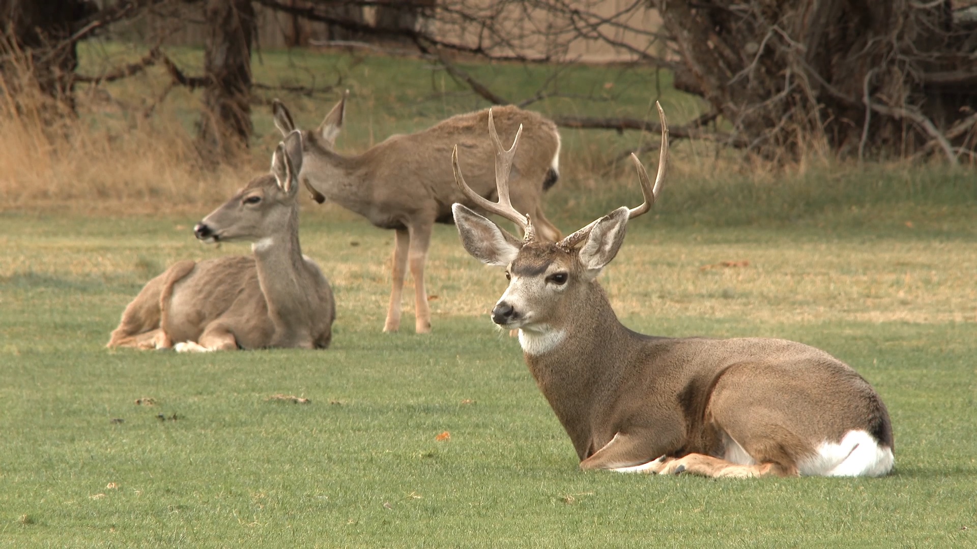 Government unveils ten-year plan to tackle rising deer numbers
