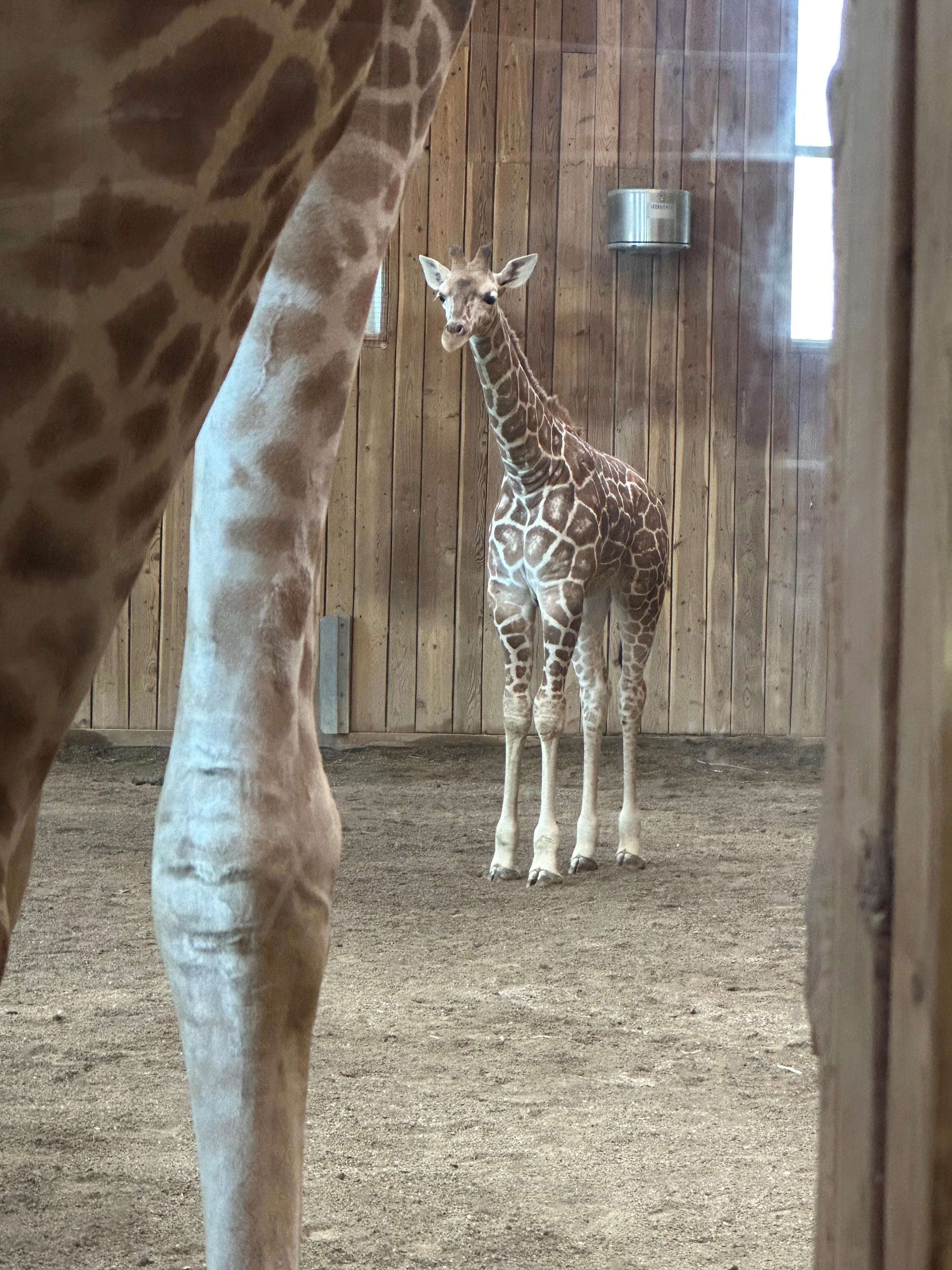 Detroit Zoo baby giraffe Okidi dies after sustaining severe injury