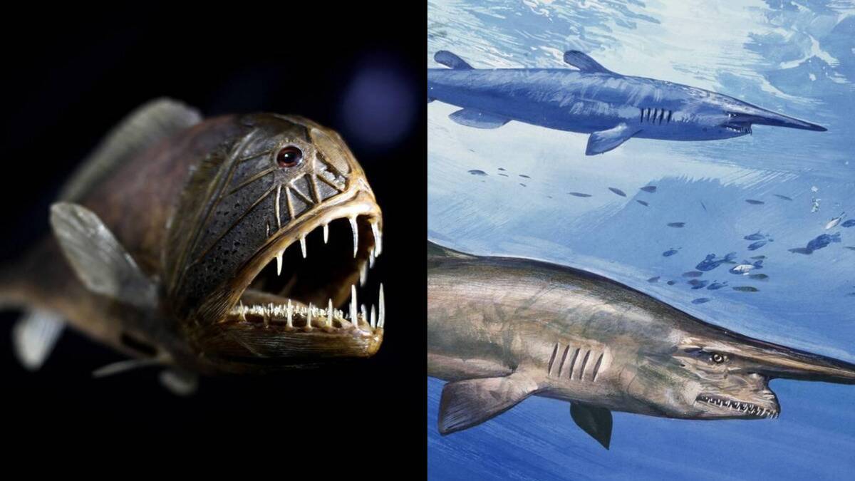 Deep-sea fish that haven't evolved for millions of years