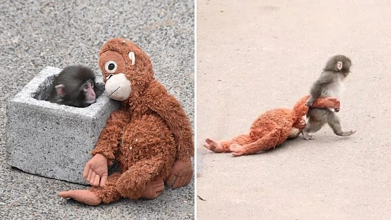 Abandoned monkey stuns with viral rise
