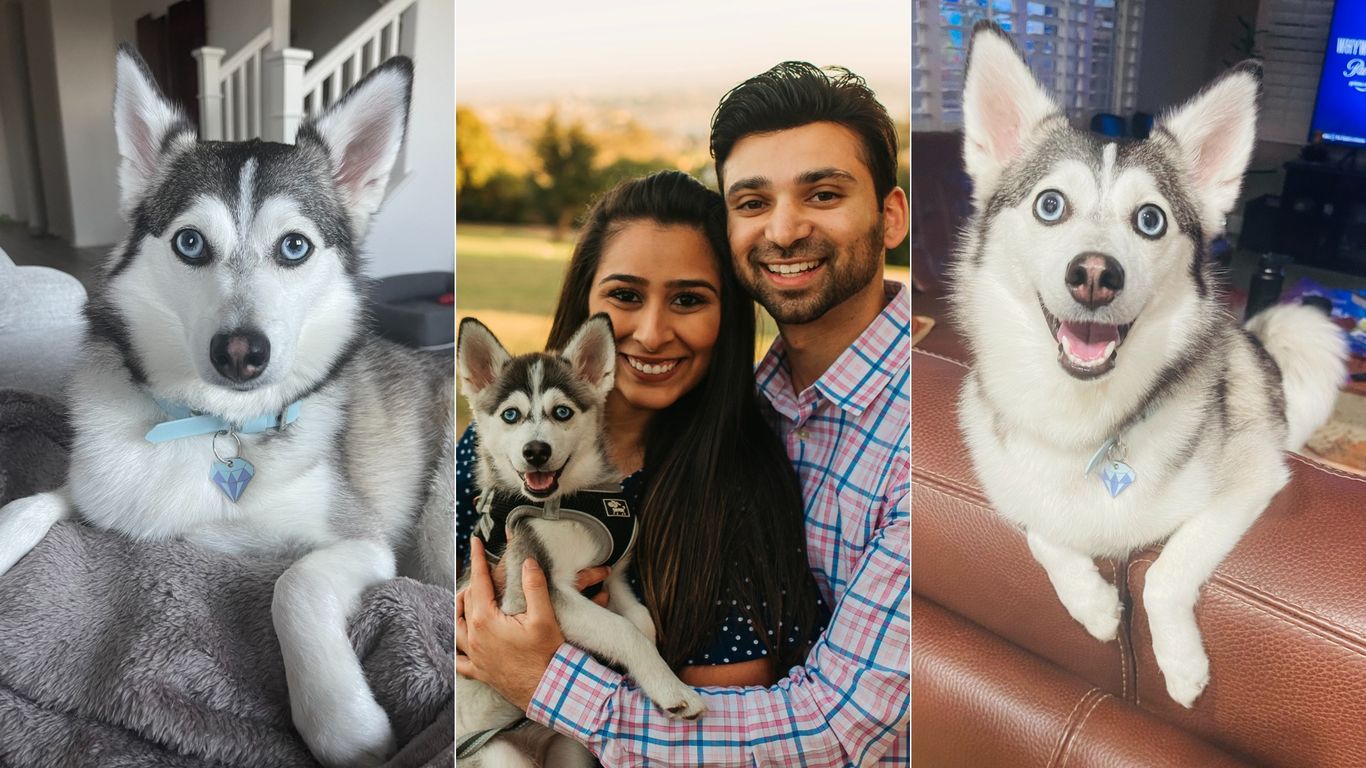 How a San Diego dog became a dogfluencer