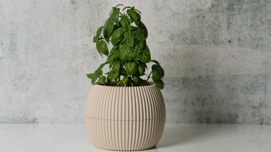 Why your indoor basil keeps dying: 7 common mistakes
