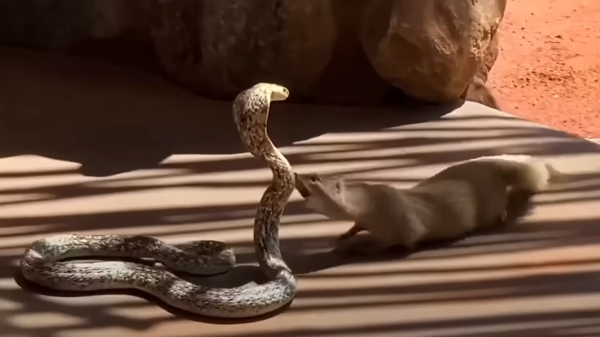 Watch what happens when a mongoose attacks a king cobra