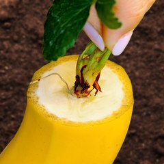 Awesome plant hacks to grow your own garden