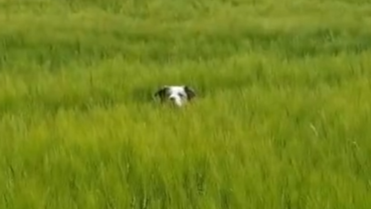 Border collies show off their incredible agility