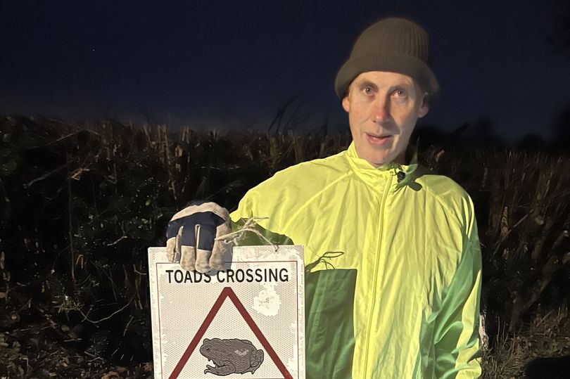 The Pirbright toad patrol saving amphibians from 'near-certain' death ...