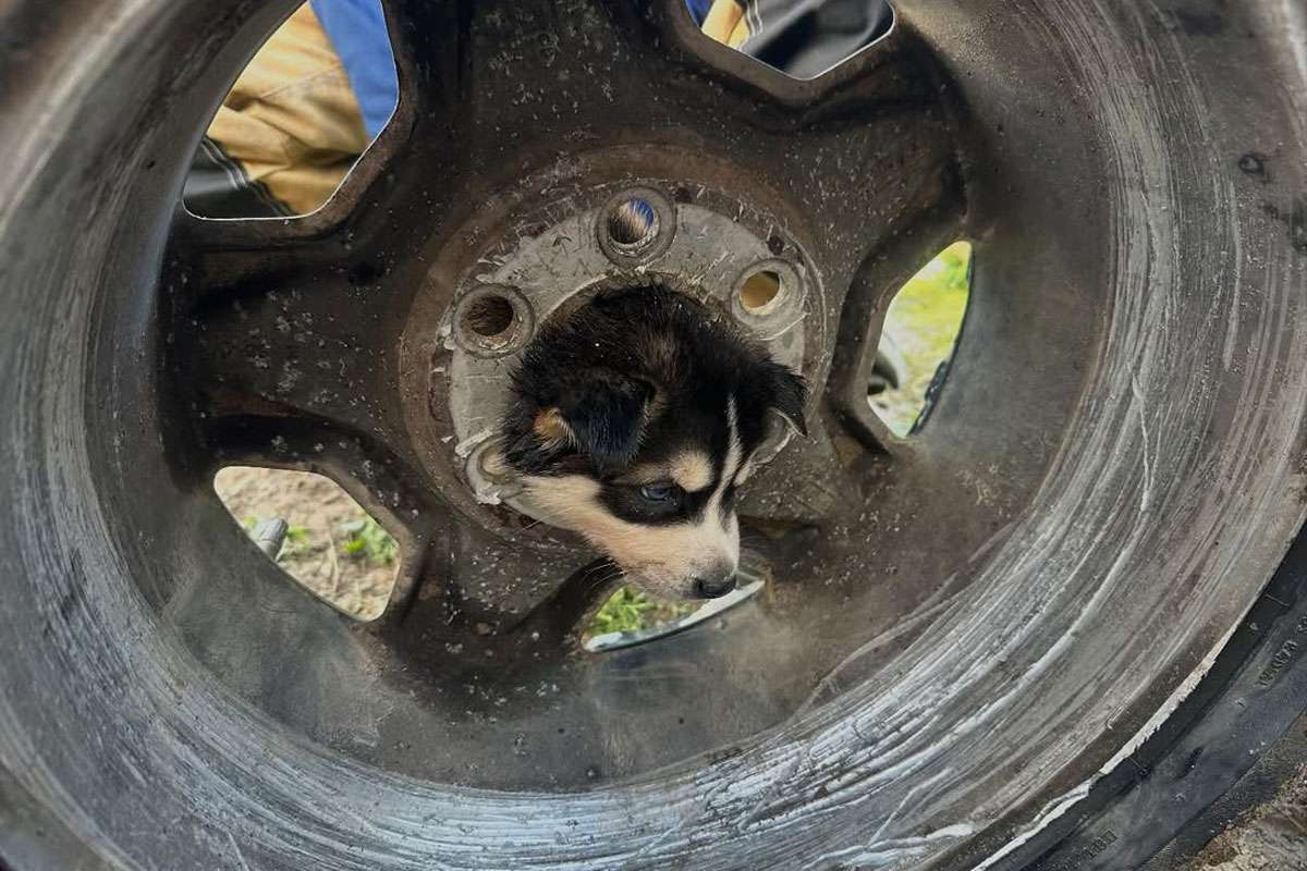 Curious California puppy rescued after getting head stuck in tire rim