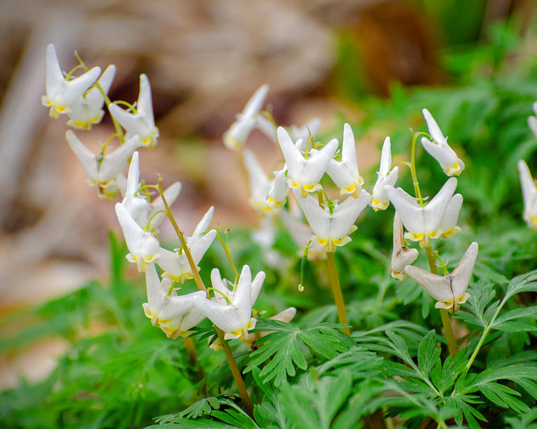 6 native spring ephemerals to add easy beauty while the rest of your ...
