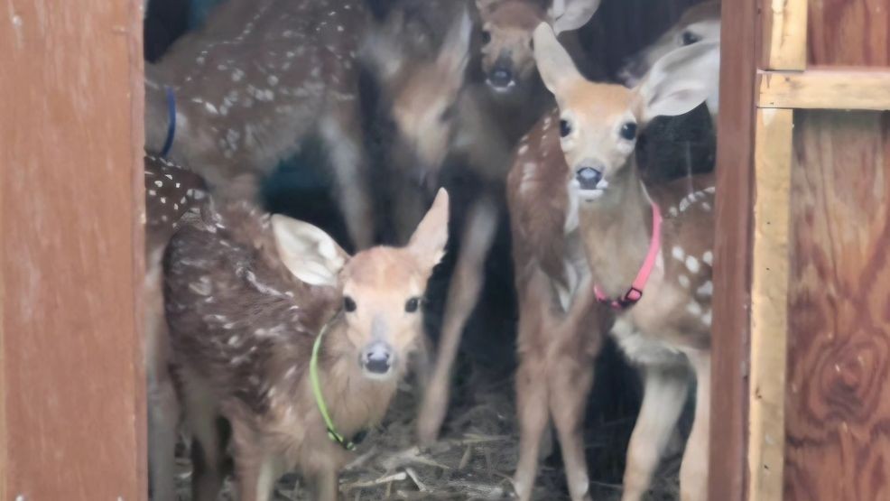 Short’s Fawn Rescue rolls out virtual 5K to fund lifesaving x-ray ...