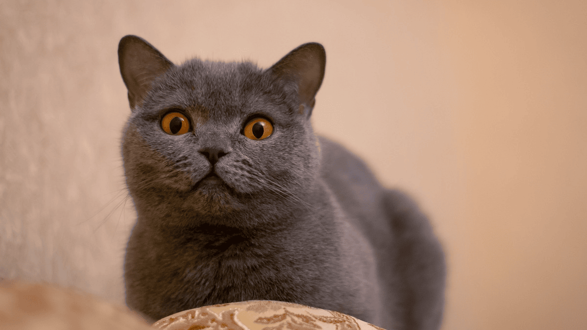 10 things only cats who consider someone their human do