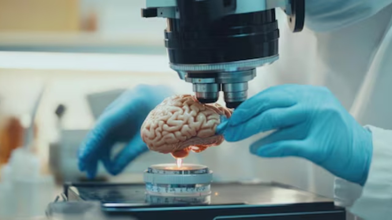 Scientists grew mini brains and trained them to crack an engineering ...