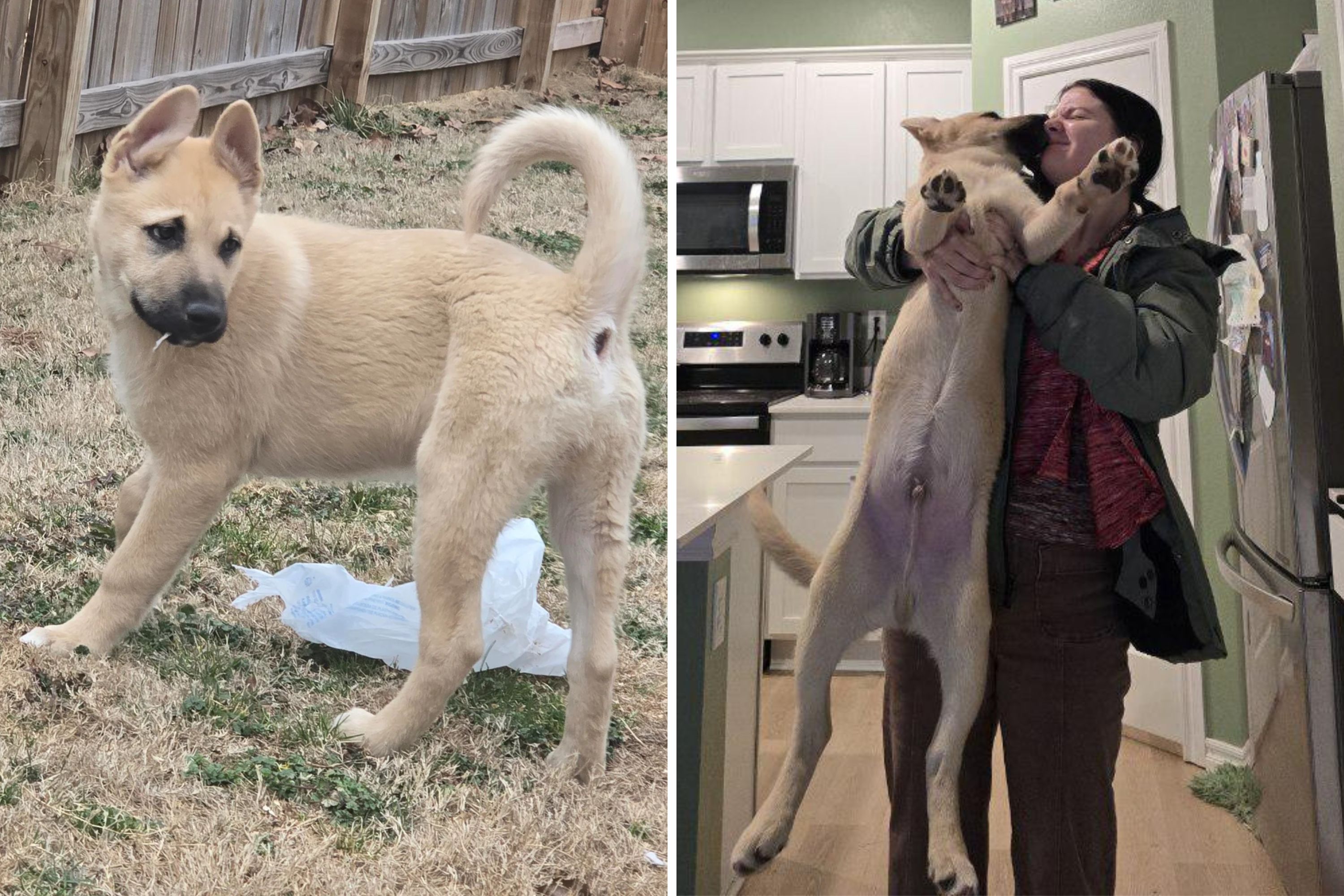 Rescue tells new owner dog is husky-labrador mix—DNA test reveals truth