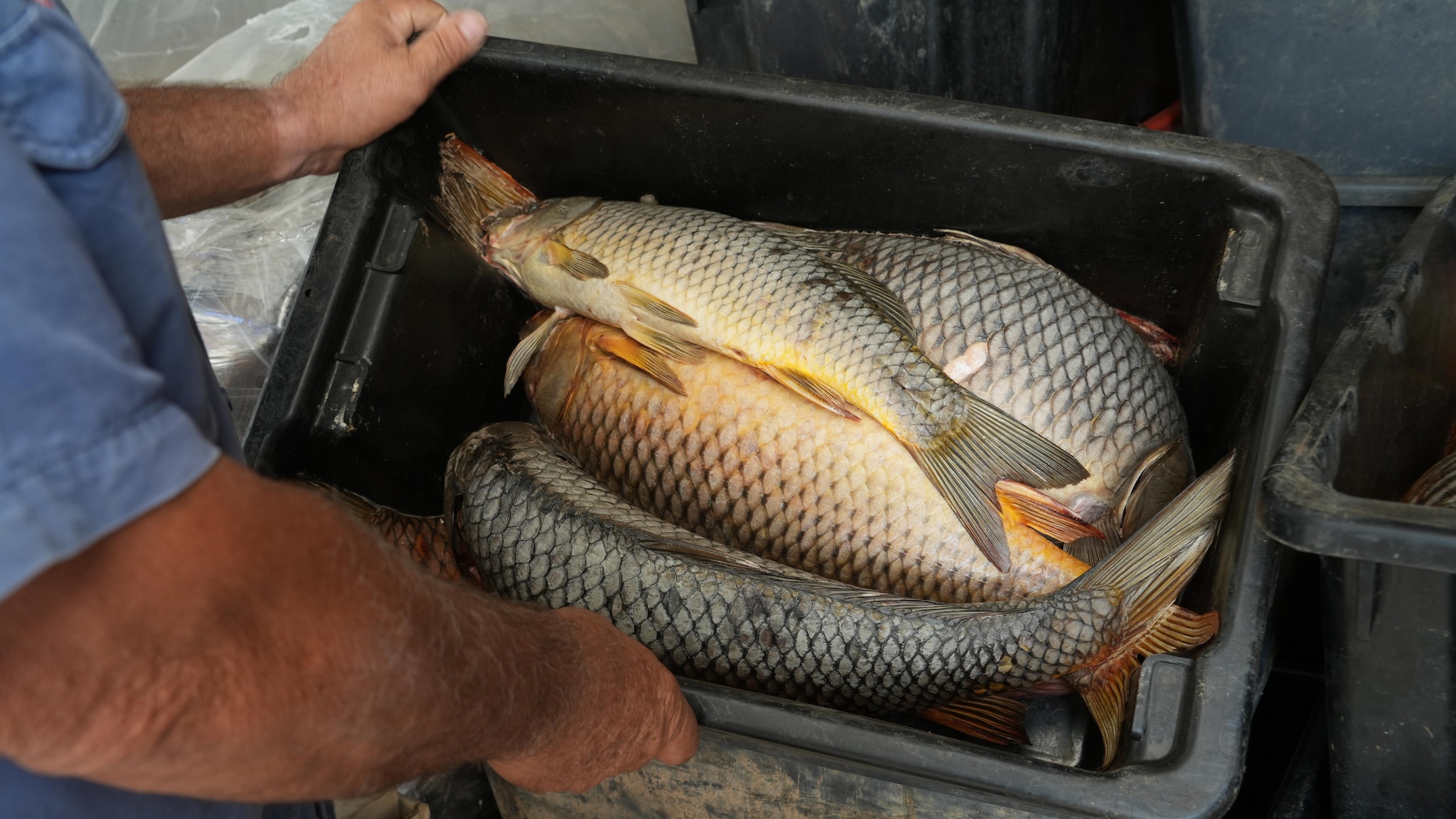 Potential release of carp control virus into waterways delayed until 2028