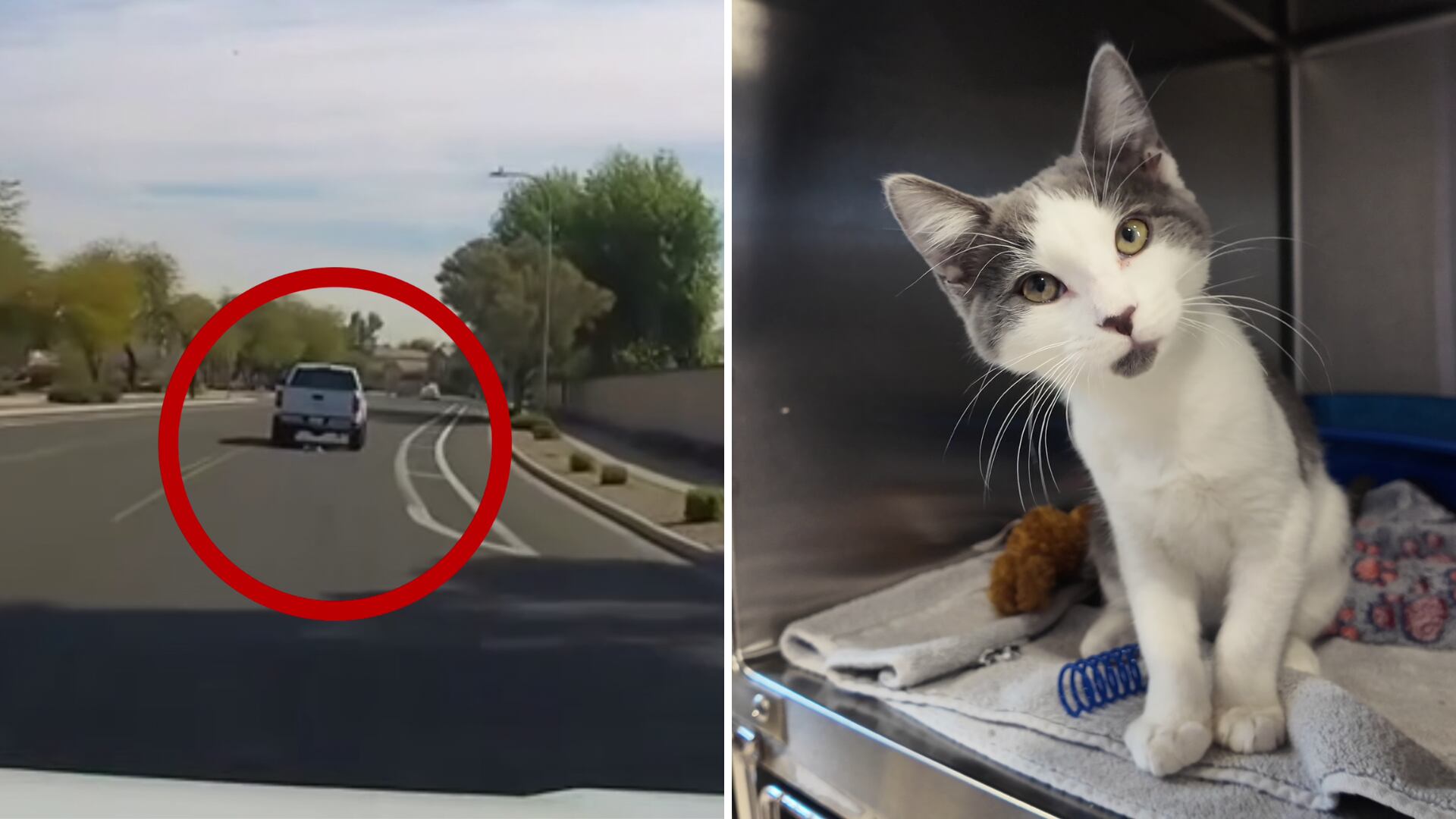 Caught on camera: Kitten falls from back of truck in Phoenix area