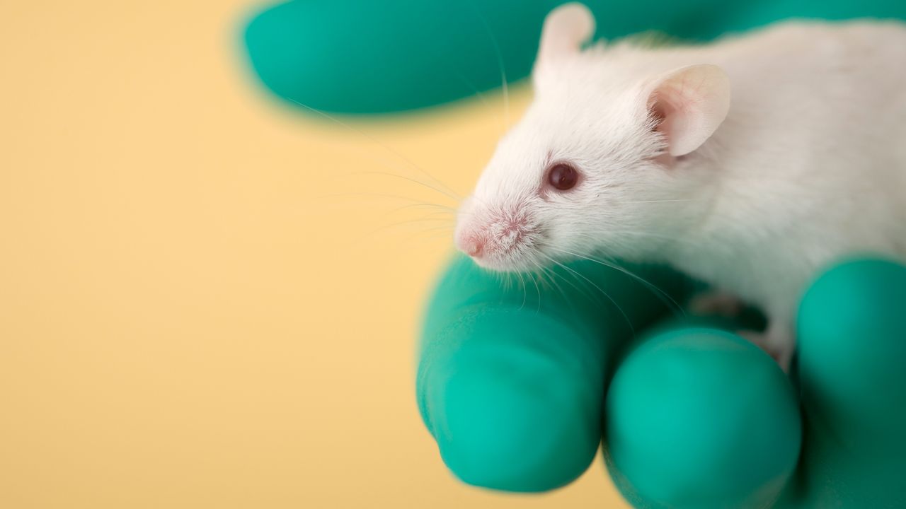 'Universal' nasal-spray vaccine protects against viruses, bacteria and ...