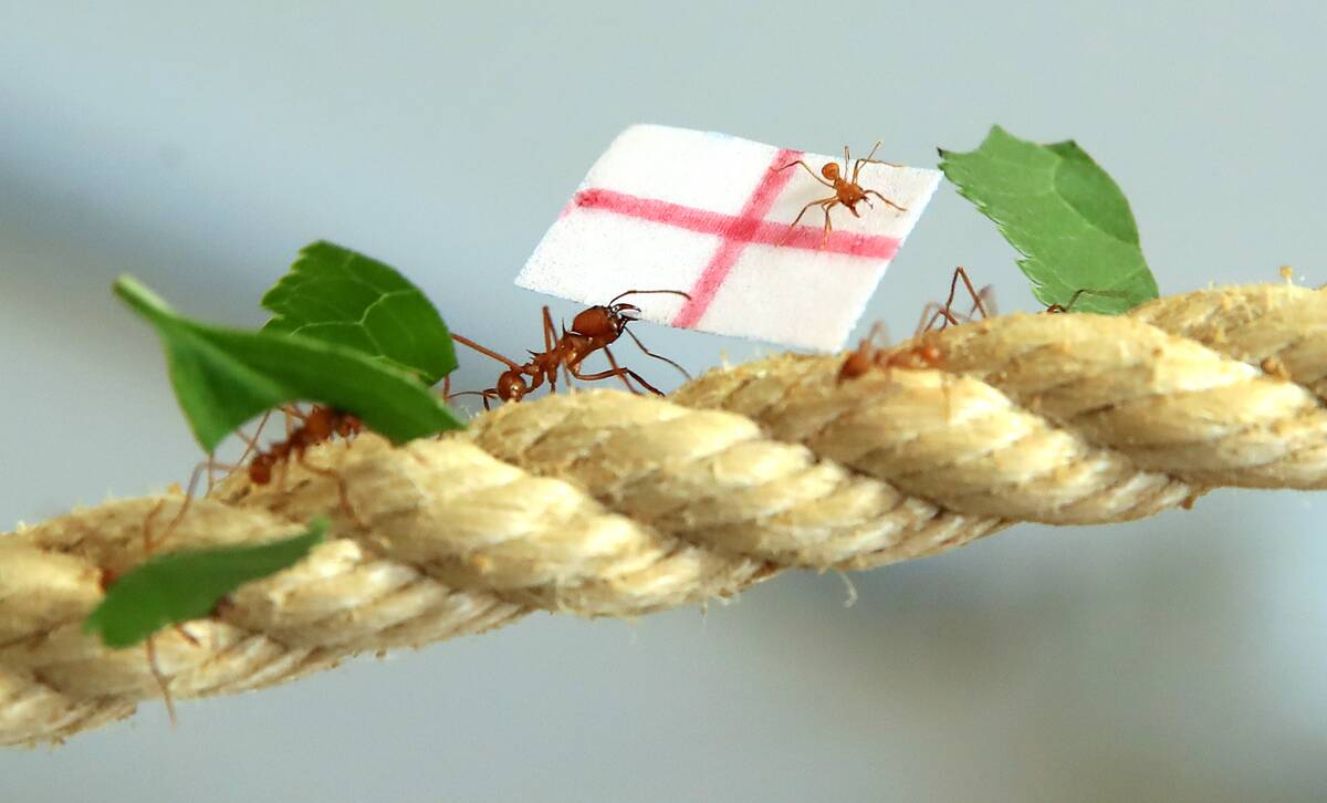 How insects lift objects far heavier than themselves