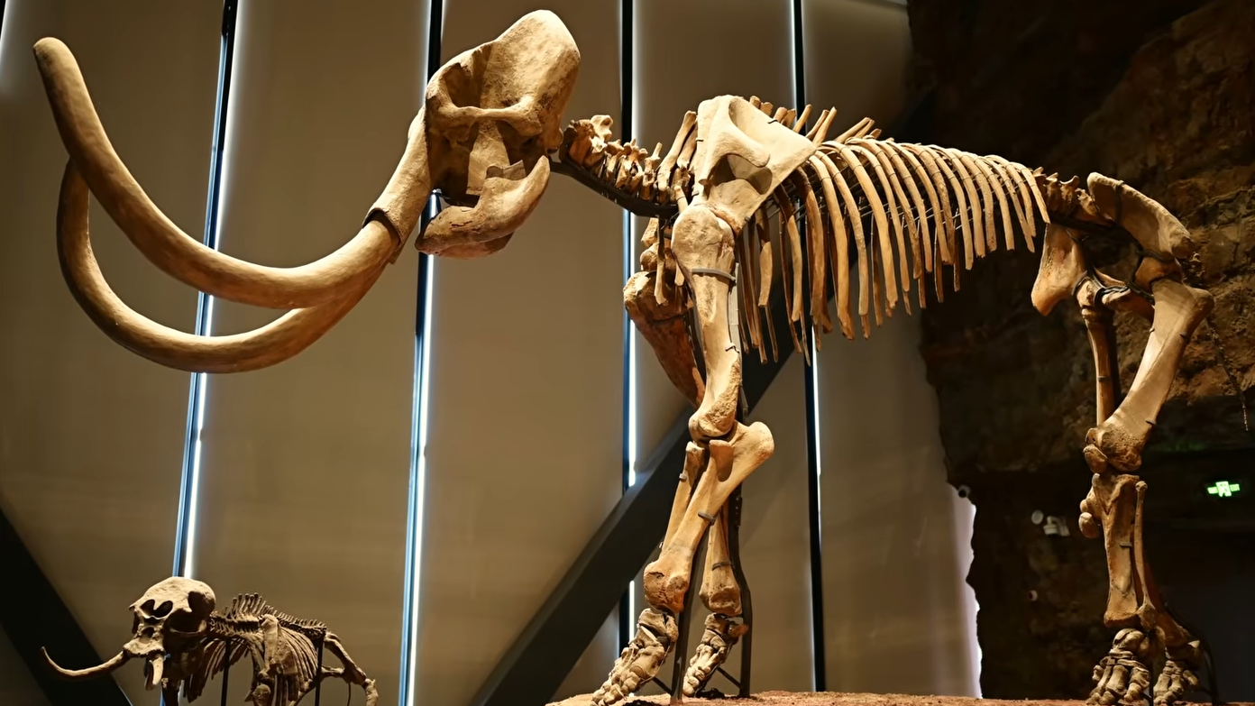 This 48,000-pound beast was the biggest mammal to ever live
