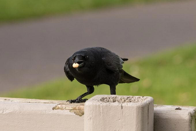 Here’s why you shouldn’t try to befriend a crow