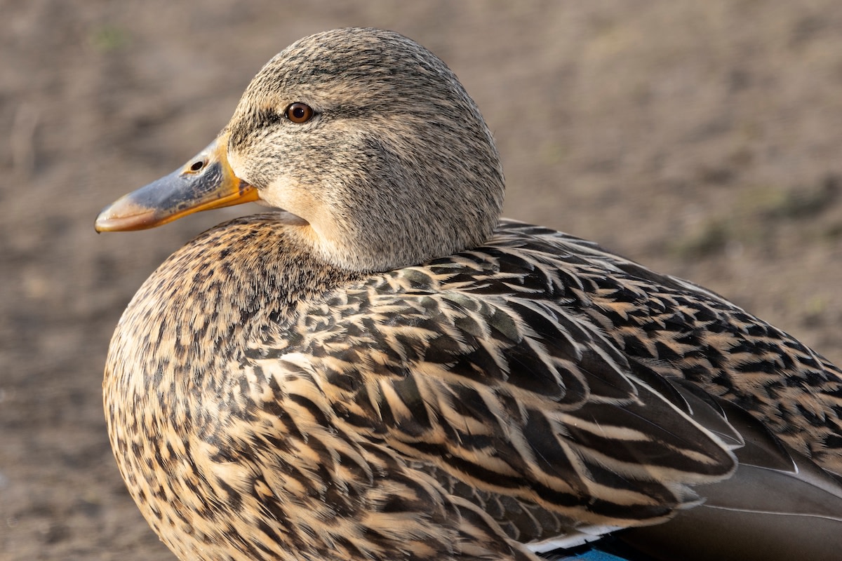 Hobby farmer's duck steals chicken and turkey eggs, attempts to hatch ...