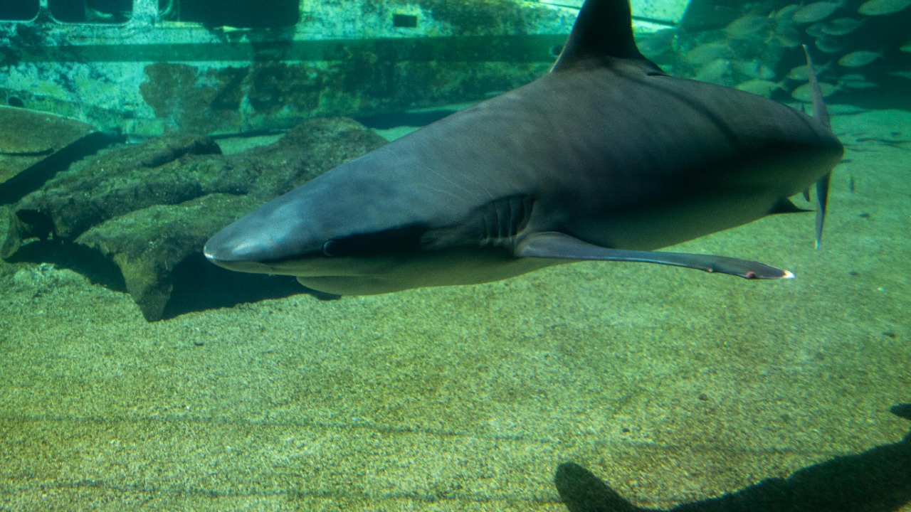 Marine biologists stunned as giant shark spotted in forbidden Antarctic ...