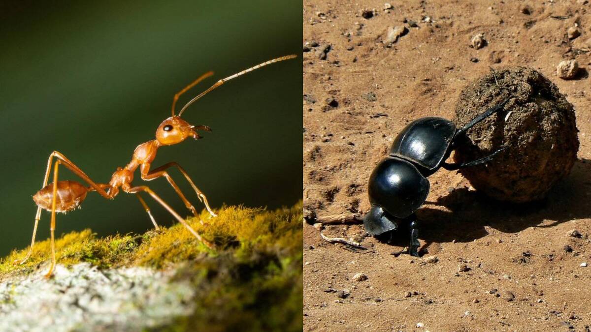 How insects lift objects far heavier than themselves
