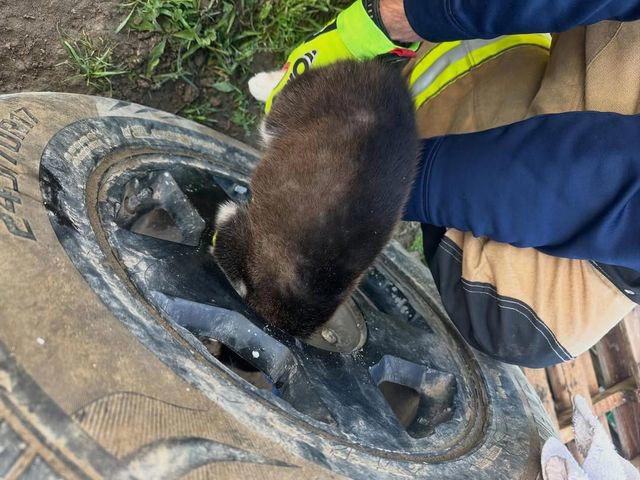 Curious California puppy rescued after getting head stuck in tire rim
