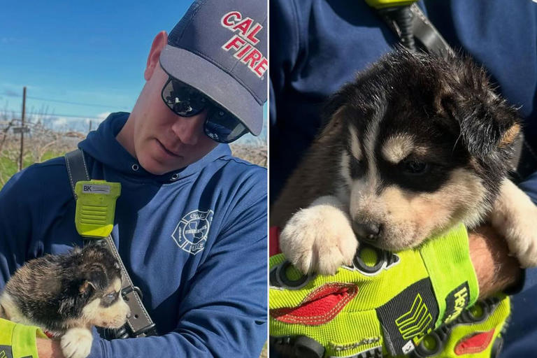 Curious California puppy rescued after getting head stuck in tire rim