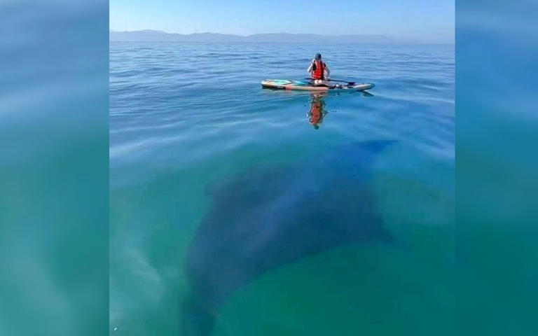 Nayarit | Avistan mantarraya gigante en Bucerías