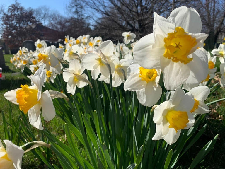 See what forecasters are saying about spring conditions for NY