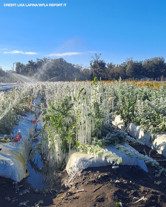 Florida freeze caused over $3 billion in crop losses, ag commissioner says<br><br>