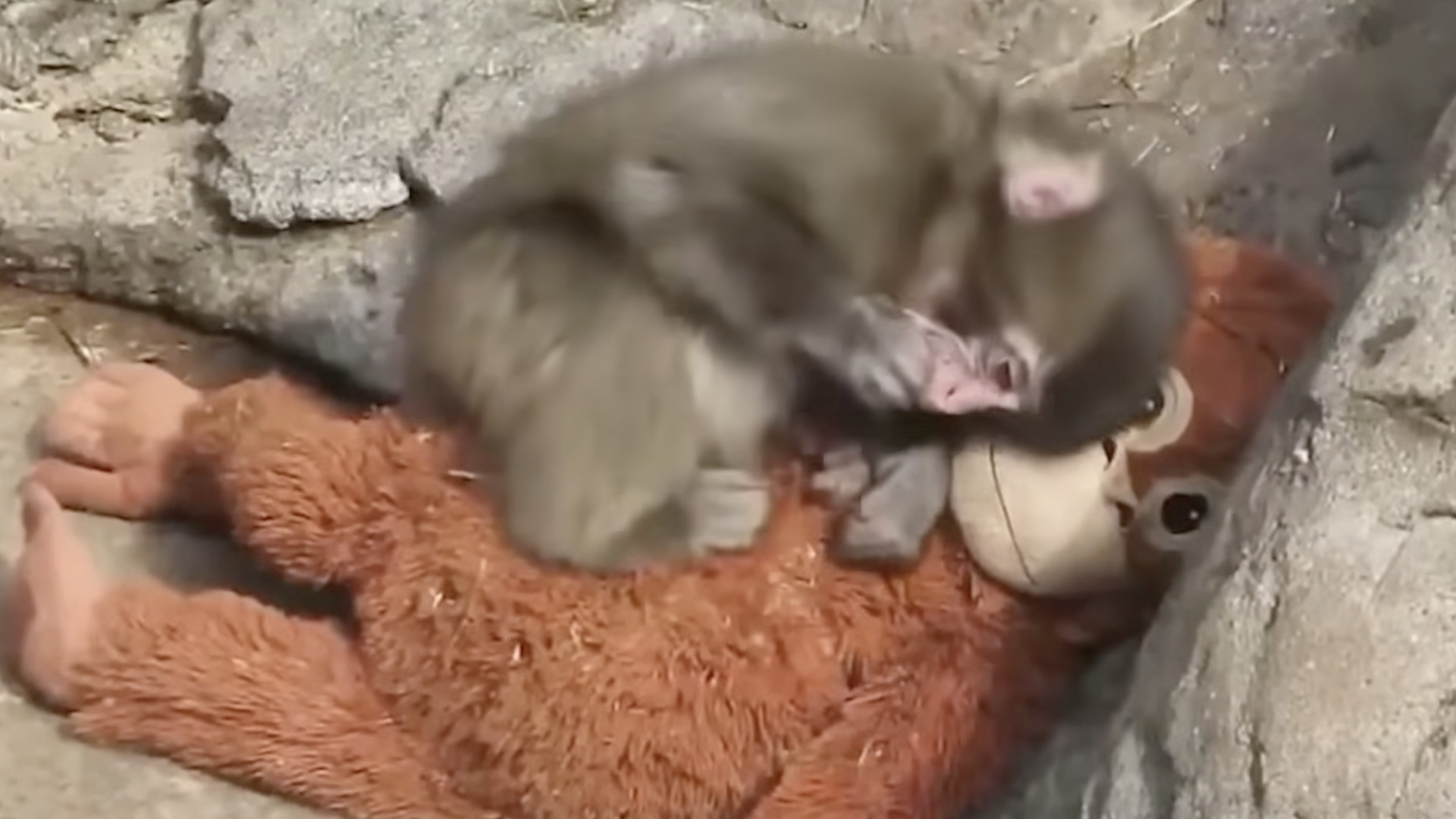 Japanese zoo responds to viral video of Punch the Monkey getting bullied