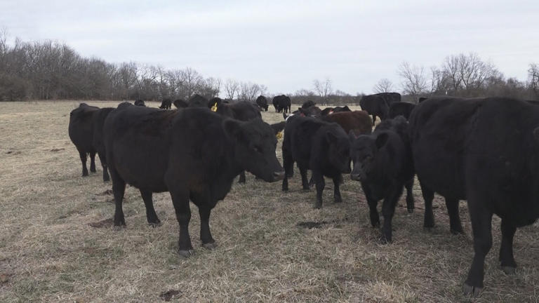 Ozarks cattle ranchers face fertilizer costs, weather challenges ...