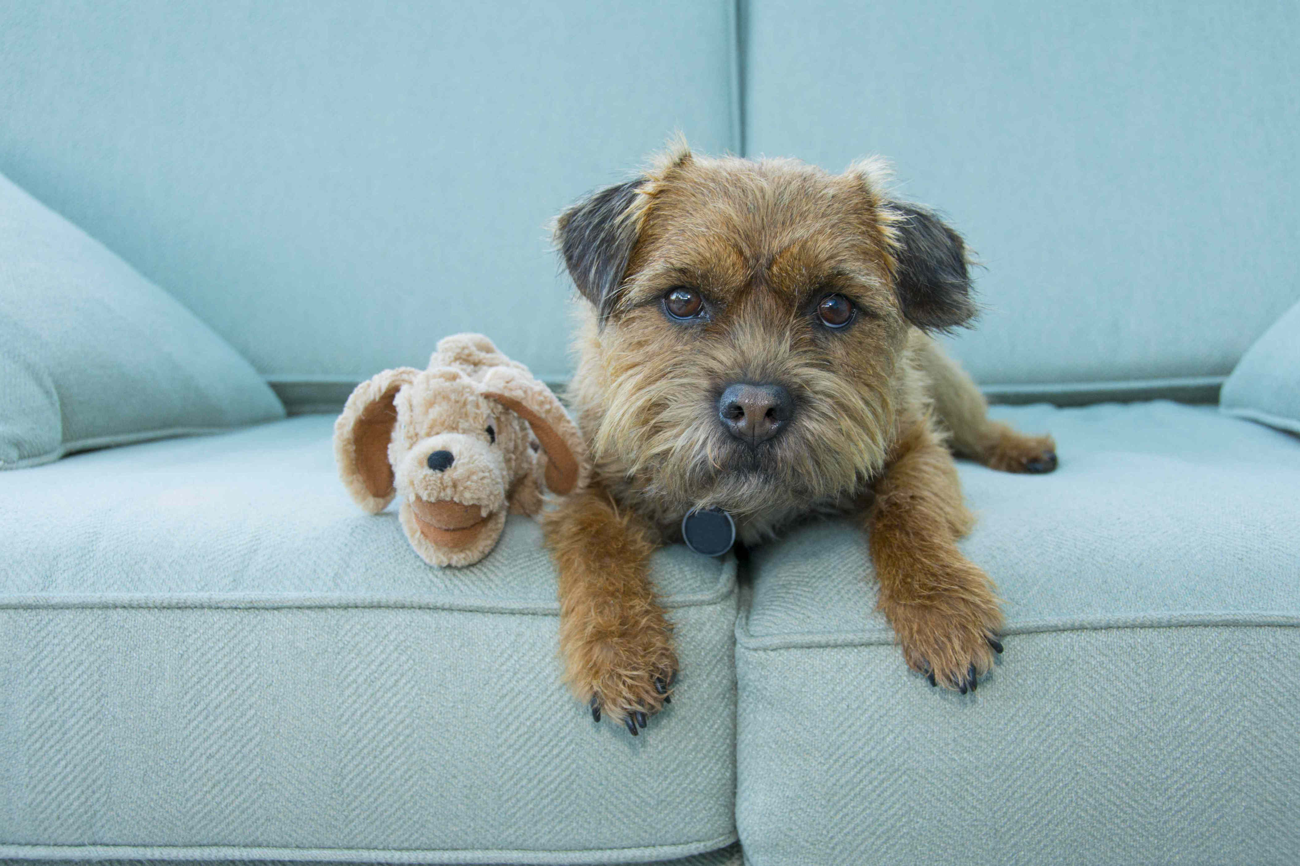 How to remove odors from your couch—fast