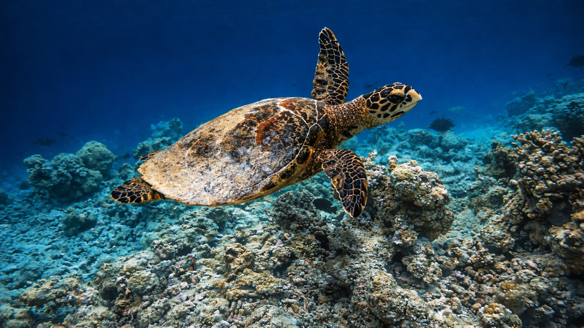 Tortuga marina nadando sobre un arrecife de coral