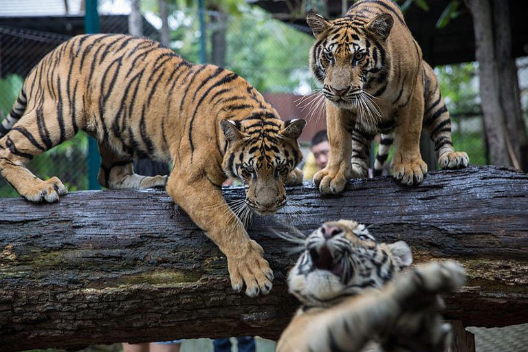 'Inbreeding' blamed as 72 tigers die in zoo after contracting feline ...