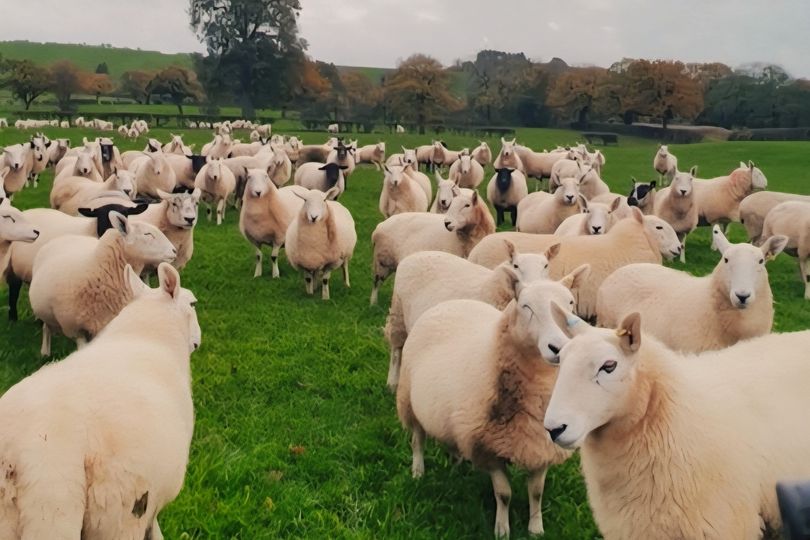 Sheep rustlers flee with 13 pregnant ewes in raid on North ...