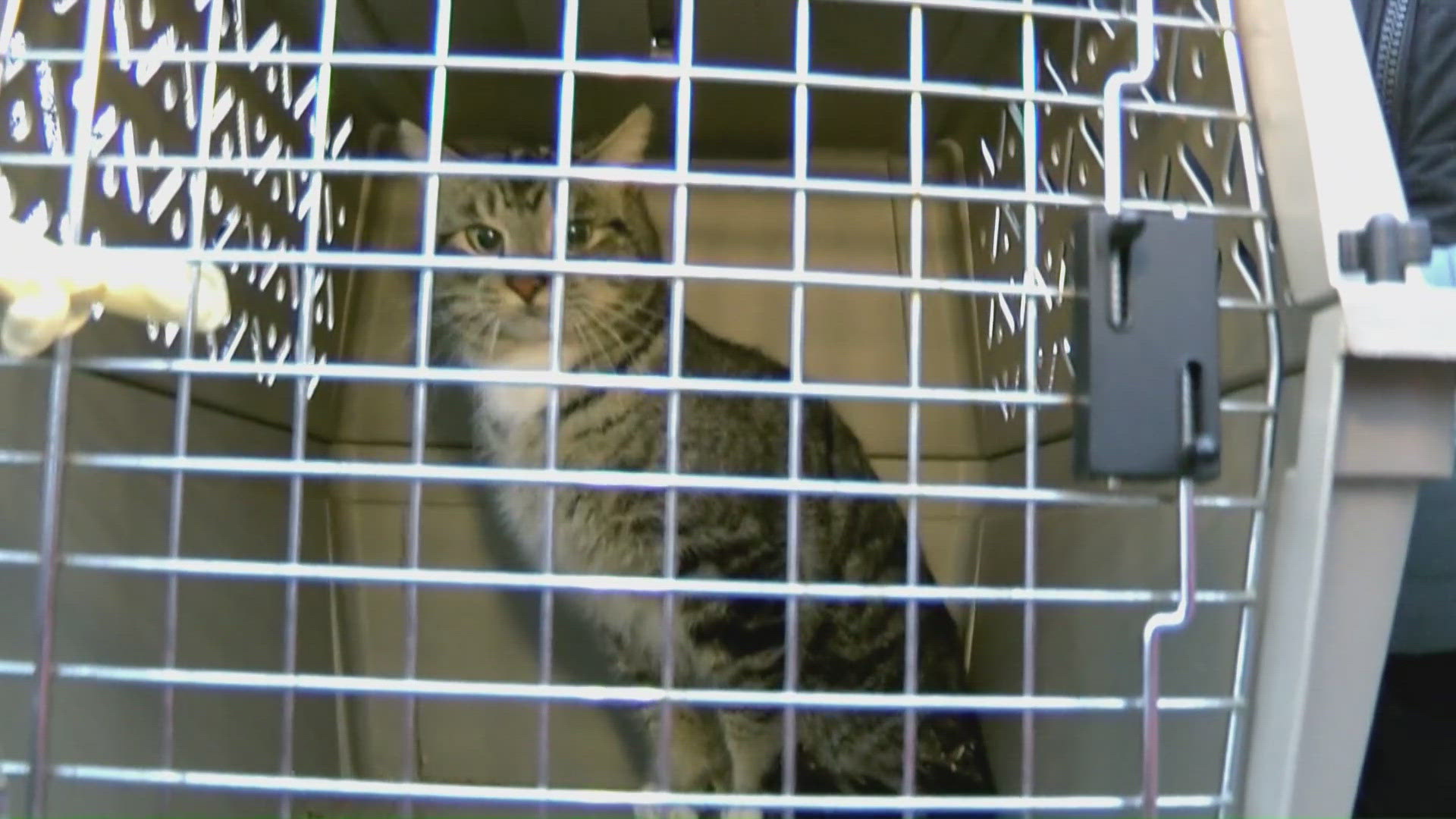 Old West End neighbors hire tree trimmer to retrieve wayward kitty from ...