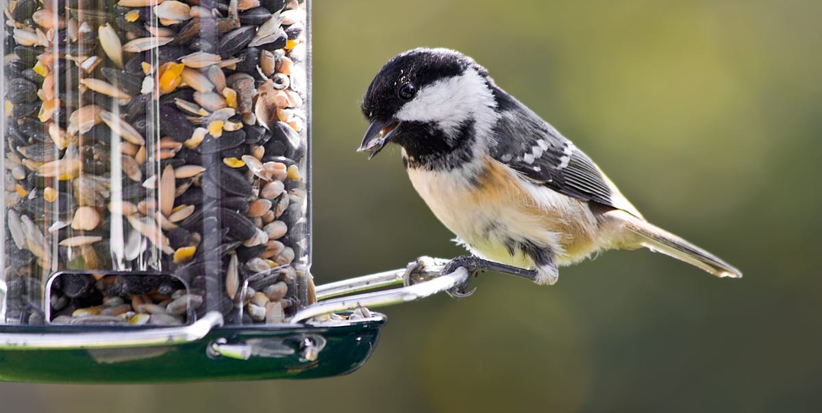 The safest place to hang bird feeders in your garden