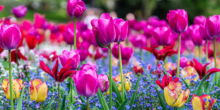 Don’t miss the window: 7 plants to get in the ground before spring