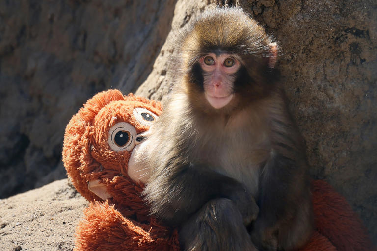 After lonely baby monkey goes viral, his Ikea comfort toy sells out