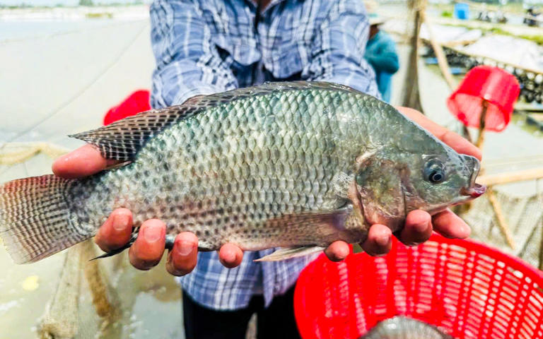 Mỹ chi hơn 50 triệu USD để mua cá rô phi ở Việt Nam