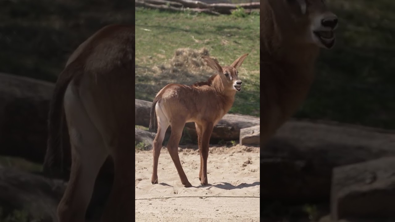 Pretty baby roan antelope discovers the world around it