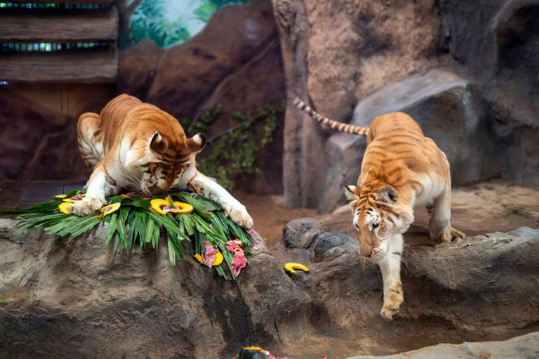 'Inbreeding' blamed as 72 tigers die in zoo after contracting feline ...