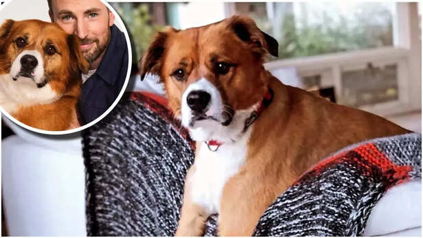 Meet Chris Evans beloved dog Dogger: The pup who stole the heart of ...