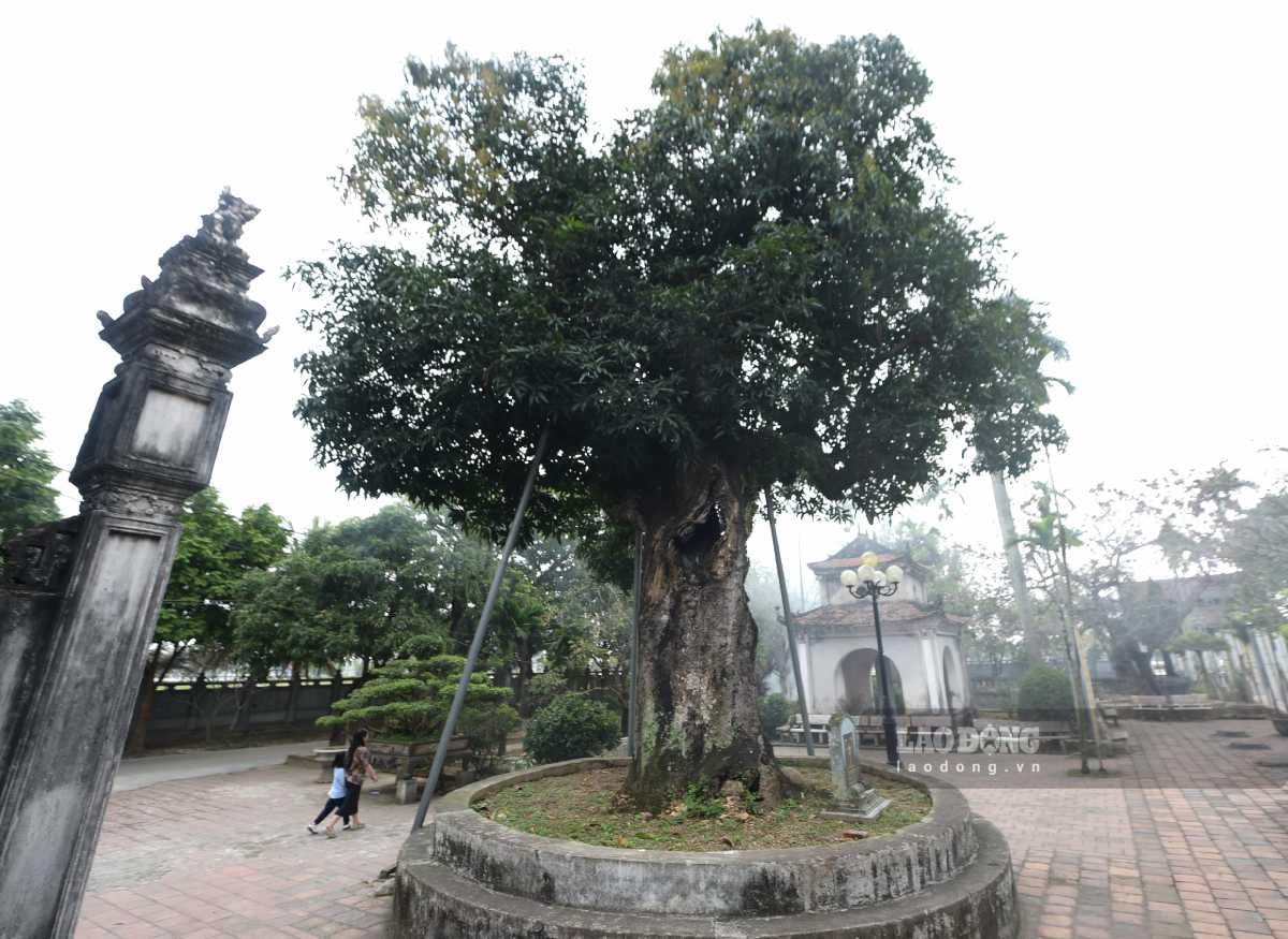Cây di sản rỗng thân hơn 300 năm tuổi vẫn tỏa bóng xanh mát ở Ninh Bình