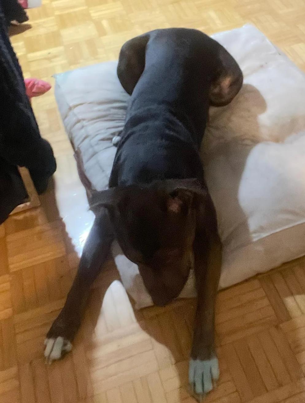 Dog lying down on a cushion with its legs stretched forward, resting peacefully indoors